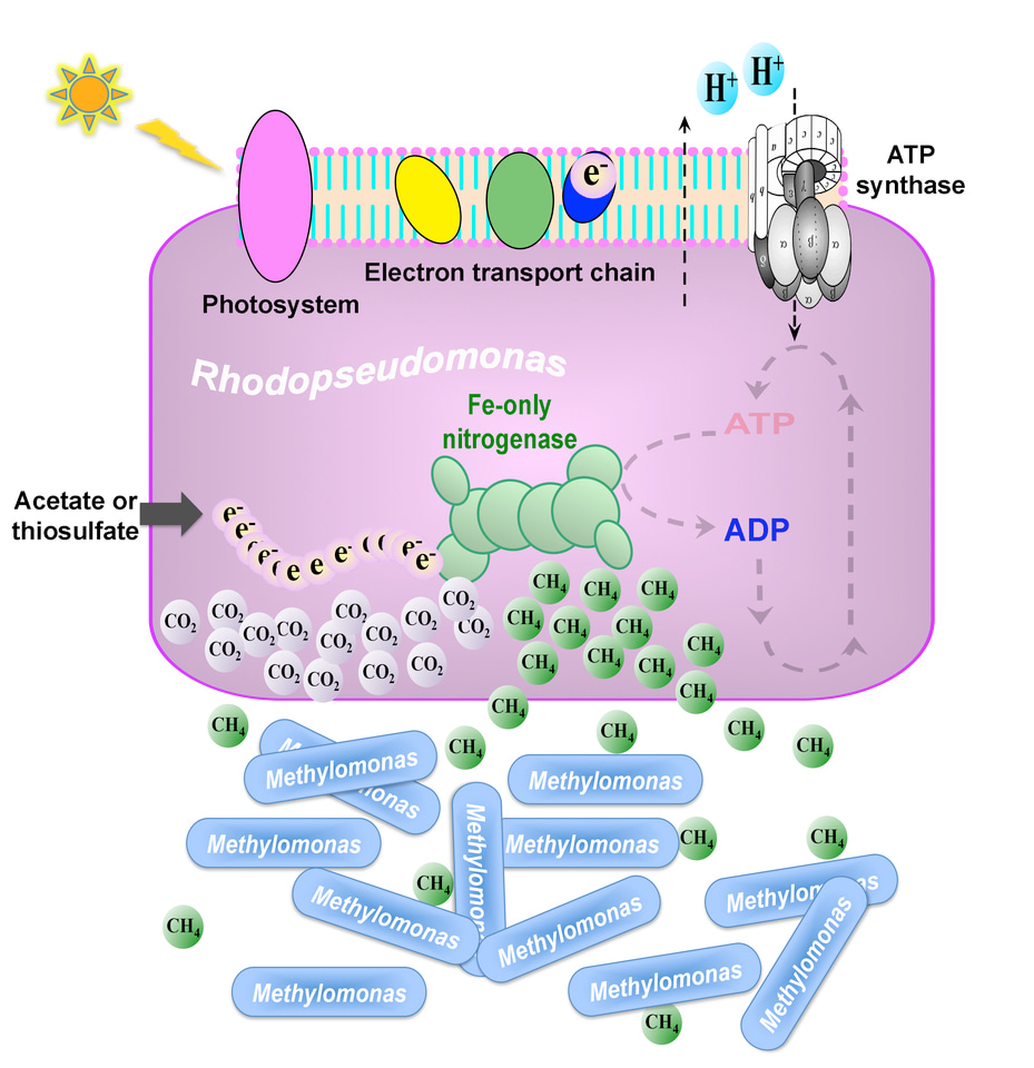 Bacteria belch methane while excreting ammonia